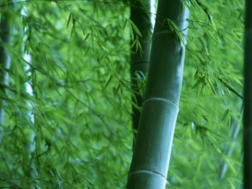 竹子,诗句,完整
