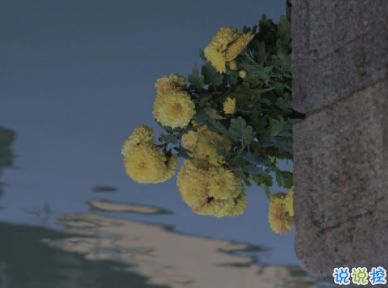关于莲花的古诗句,丧古诗诗句,很丧的古诗