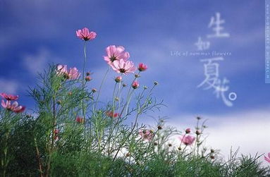 关于夏花的诗句古诗