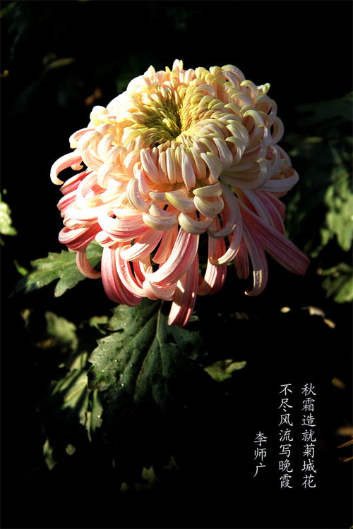 古诗中含菊的诗句