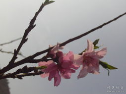 古诗,诗句,桃花,大全