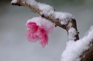 初春,诗句,于雪