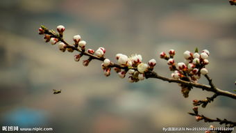 描写蜜蜂与桃花的诗句古诗词