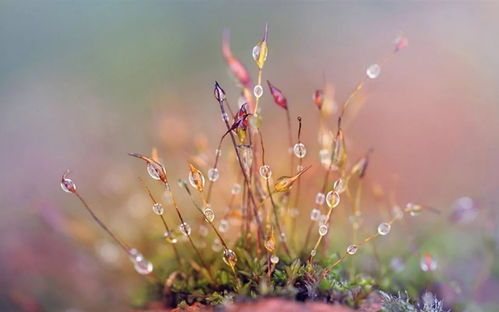 寒露,诗句,这节