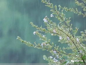 跟秋雨有关的古诗句