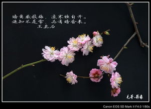 诗句,梅花