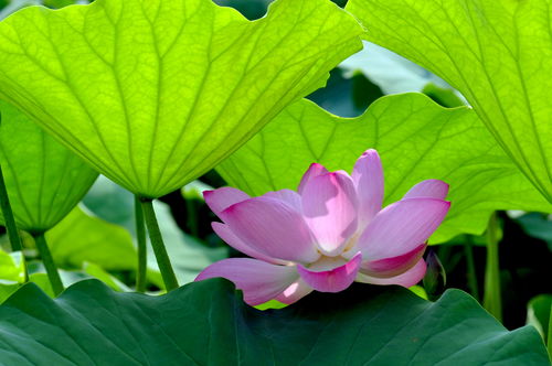 诗句,杨万里
