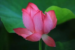 描写藕花的古诗句