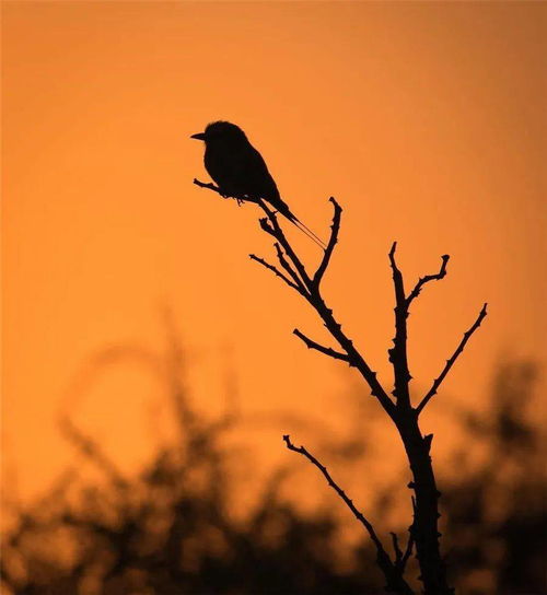 关于夕阳鸟的诗句古诗