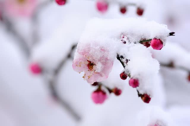 写雪景思乡的诗句古诗词