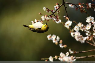 形容春光明媚鸟语花香的古诗句