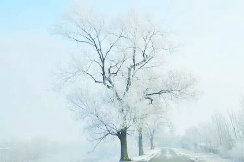 形容树挂冰花的诗句,形容冰雪树挂的诗句,形容冬天树挂的诗句