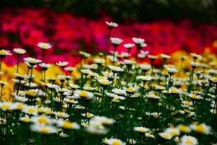 春风春花春草春雨的诗句,描写春花春草春风的诗句,描绘春花春草春风春雨的诗句