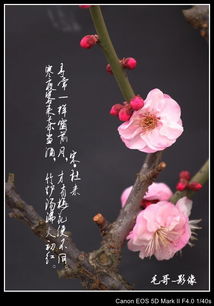 关于梅花精神的古诗句,赞美梅花的古诗句,写梅花的古诗句
