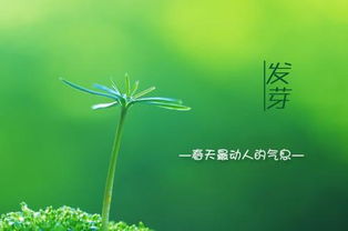 20句关于春天的古诗句,描写春天的古诗句,赞美春天的古诗句
