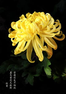 菊花的诗句古诗大全,赞美菊花的诗句古诗大全,描写菊花的诗句古诗大全