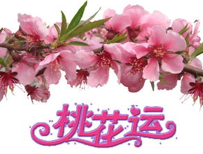 关于桃花运很旺的诗句