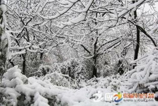 形容树枝上的雪的古诗,形容雪大的诗句古诗,形容雪的古诗句有哪些