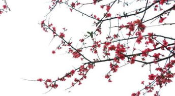 梅花的古诗诗句意思是什么