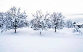 描写雪的诗句古诗6