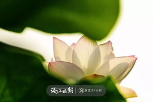 有关西湖荷花的诗句古诗大全
