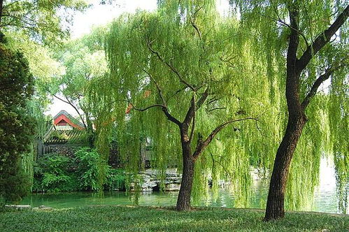 春天写柳树的诗句古诗