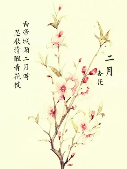 古诗,诗句,春花