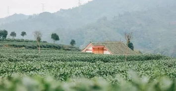 关于住在茶园的诗句