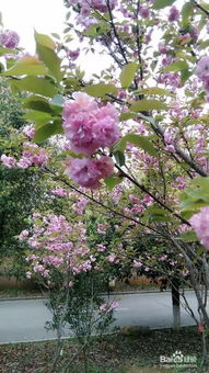 关于描写花卉的著名诗句