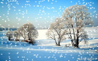 描写冬天的飞雪的古诗句