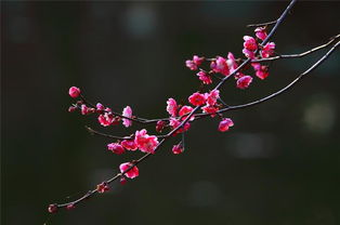 关于春的意境的诗句