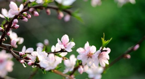 关于桃花刚开放的诗句
