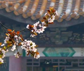 形容百花齐放的古诗句