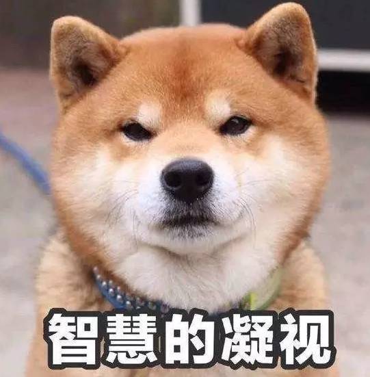 关于金犬的诗句