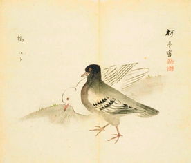 诗经中描写关于鸟的诗句