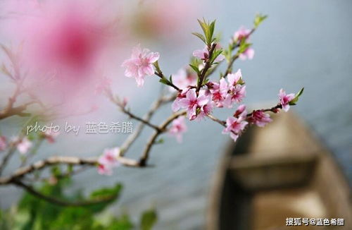 诗句,桃花,搞笑,大全