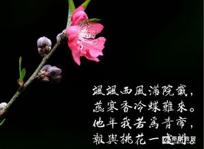 表示花的古诗句