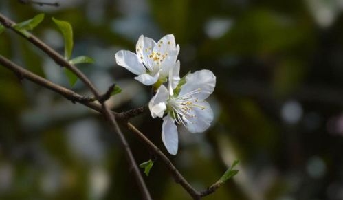 关于赞美樱桃花的诗句