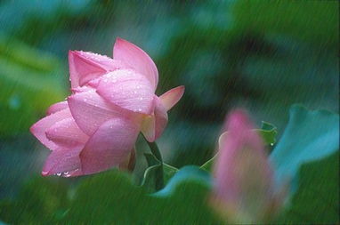 关于我雨的诗句