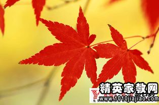秋天古诗句唯美句子