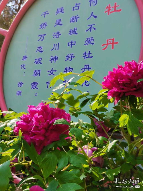 古诗,诗句,赞美,牡丹