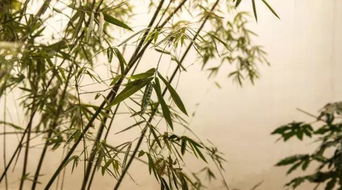 形容竹子的诗句古诗词,形容竹子的诗句古诗七言律诗,形容竹子的诗句古诗大全