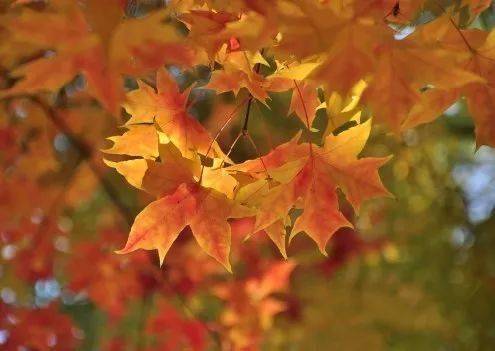 关于秋和秋叶的诗句