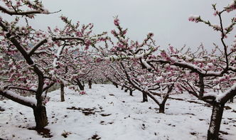 关于雪中桃花的诗句