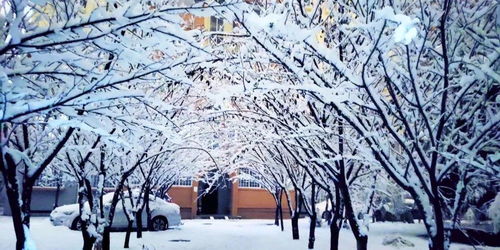 关于雪落在树上的诗句