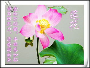 关于菏的诗句