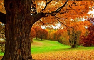 关于秋天到的诗句有哪些