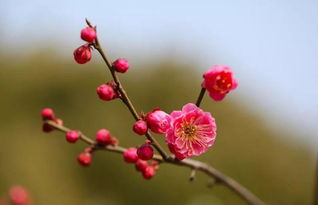 诗句,冬梅