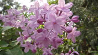 关于丁香花的古诗句十句