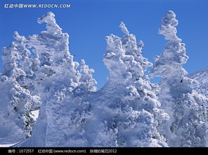 关于雪覆盖在松树上的诗句